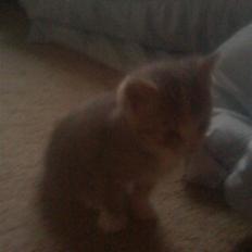 Blanding af racer Mille