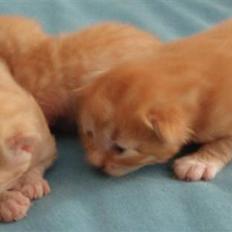 Norsk Skovkat Antimus