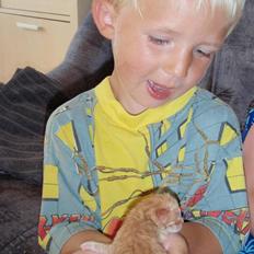 Norsk Skovkat Antimus