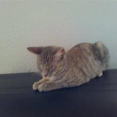 Blanding af racer Rapunzel