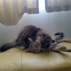 Blanding af racer Rapunzel