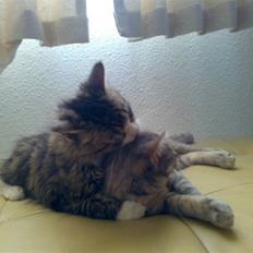 Blanding af racer Rapunzel