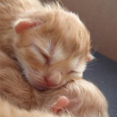 Norsk Skovkat Antimus