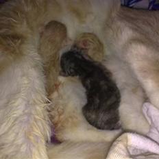 Blanding af racer Superlyn (væk)