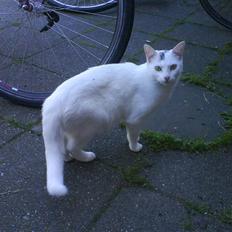 Blanding af racer Snowflake *Mitte*