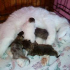 Blanding af racer Snowflake *Mitte*