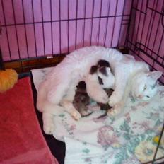 Blanding af racer Snowflake *Mitte*