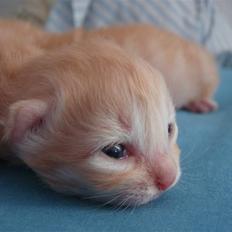 Norsk Skovkat Garfield