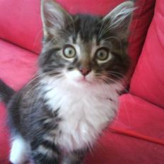 Norsk Skovkat peanut