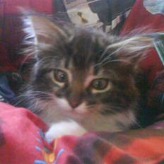 Norsk Skovkat peanut