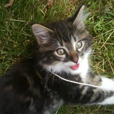 Norsk Skovkat peanut