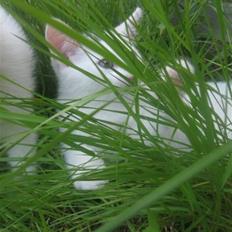 Blanding af racer Monty