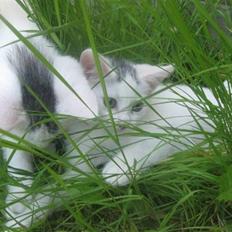 Blanding af racer Monty