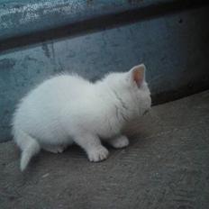 Blanding af racer Lille mis