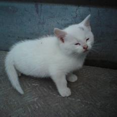 Blanding af racer Lille mis