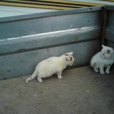 Blanding af racer Lille mis