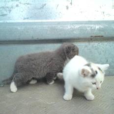 Blanding af racer mivser