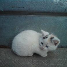 Blanding af racer mivser