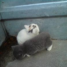 Blanding af racer mivser