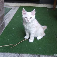 Maine Coon Flame Of Silver..Lukas