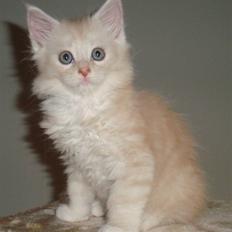 Maine Coon Flame Of Silver..Lukas
