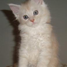 Maine Coon Flame Of Silver..Lukas