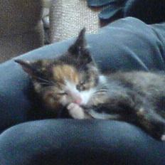 Huskat missen ( speedi )