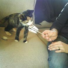 Huskat missen ( speedi )