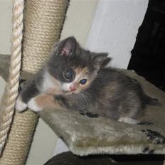 Blanding af racer Bailey