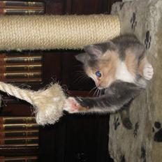 Blanding af racer Bailey