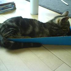 Huskat sylvester gives væk