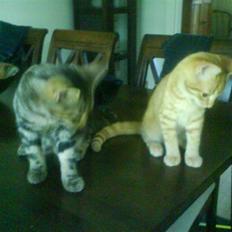 Huskat sylvester gives væk