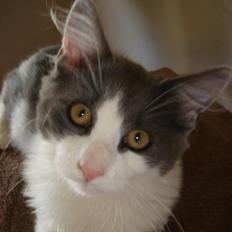 Blanding af racer Lucka