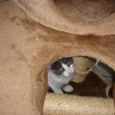 Blanding af racer Lucka