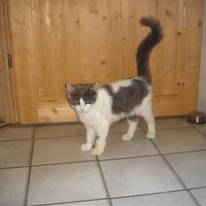 Blanding af racer Lucka