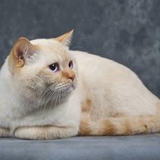 British Shorthair Puff the Magic Dragon