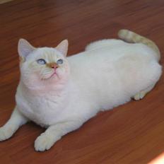 British Shorthair Puff the Magic Dragon