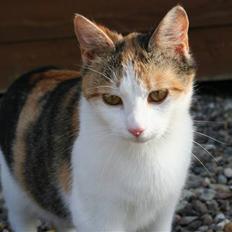 Blanding af racer Mischa - kaldes Mitte