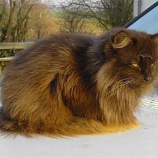 Blanding af racer Schoko