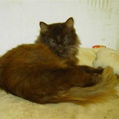 Blanding af racer Schoko