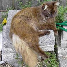 Blanding af racer Schoko