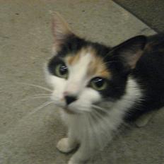 Blanding af racer wendy