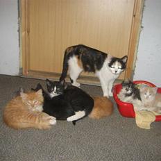 Blanding af racer wendy