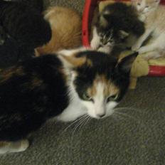 Blanding af racer wendy