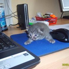 Huskat Grå mis (R.I.P)