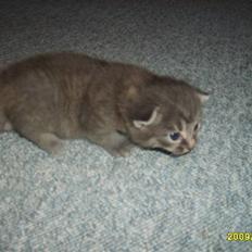 Huskat Grå mis (R.I.P)