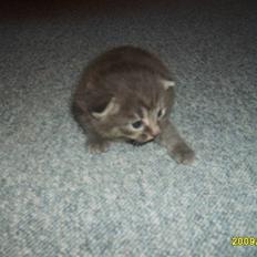 Huskat Grå mis (R.I.P)