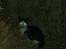 Huskat Frederik R.I.P
