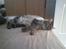 Maine Coon Mooshead Larry