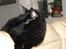 Maine Coon CH vom Stolzensee Yill